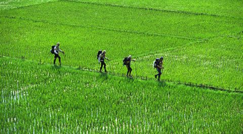 Inline- Rice Fields