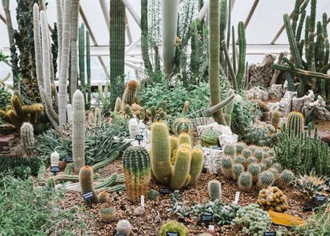 Barbican Conservatory