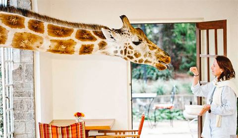 Inset 3 - Giraffe Manor