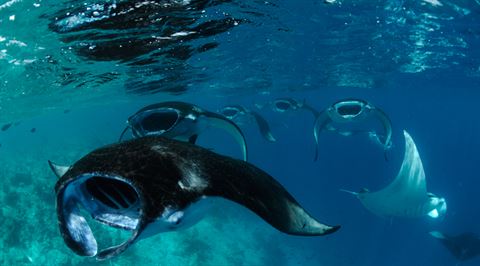 Swim with manta rays