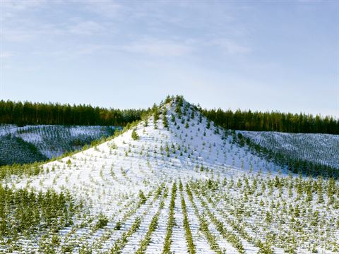 Finland: Tree Mountain by Agnes Denes