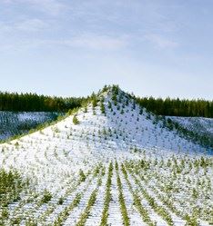 Finland: Tree Mountain by Agnes Denes