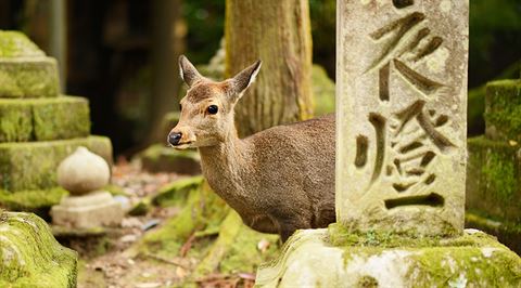 Ancient Buddhism: Nara