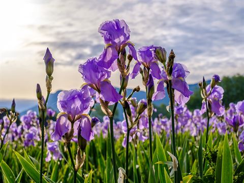 Mystery flower #4 iris