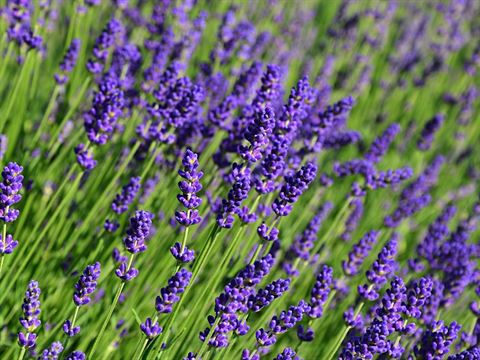 Mystery flower #6 lavender