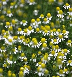 Mystery flower #8 chamomile