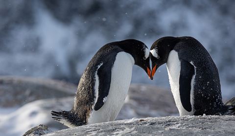inset-penguins