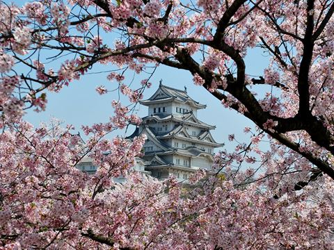 On the search for blossoms and bunnies in Japan
