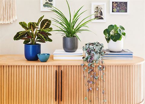 Win a year’s worth of houseplants from Beards and Daisies, worth £360